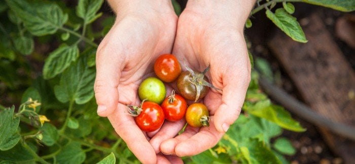 Growing your own vegetables