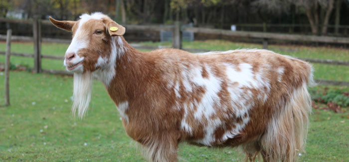 London city farm