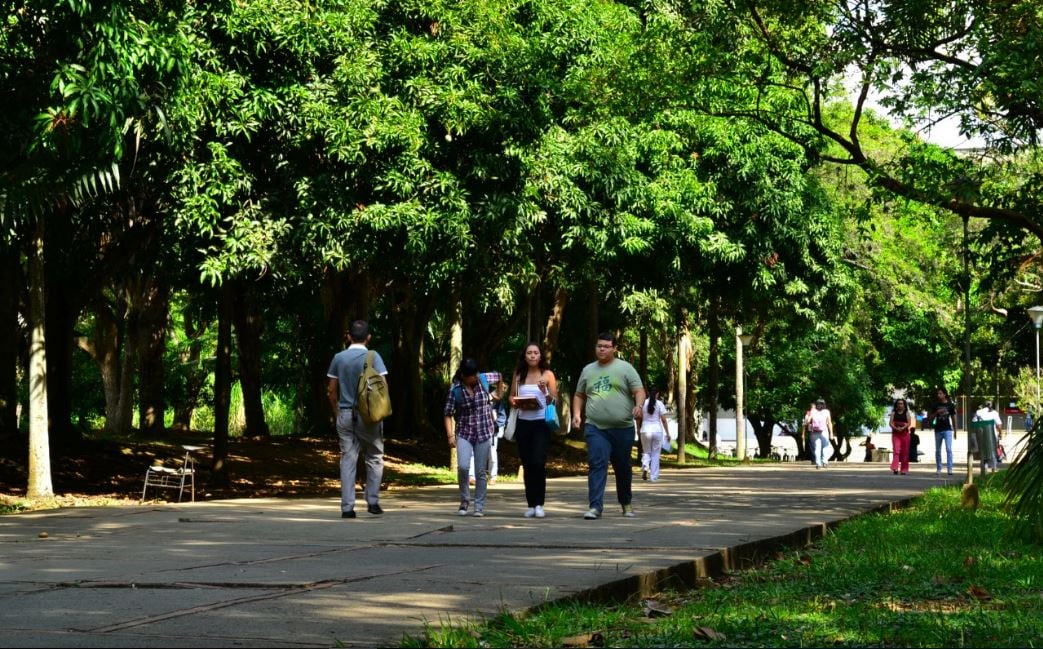 Path to the Library Mario Carvajal