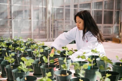 A student works in one of McGill's greenhouses