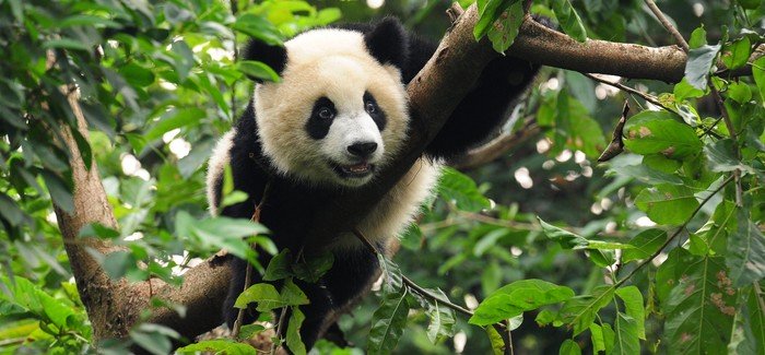 Oso panda blanco y negro en un árbol